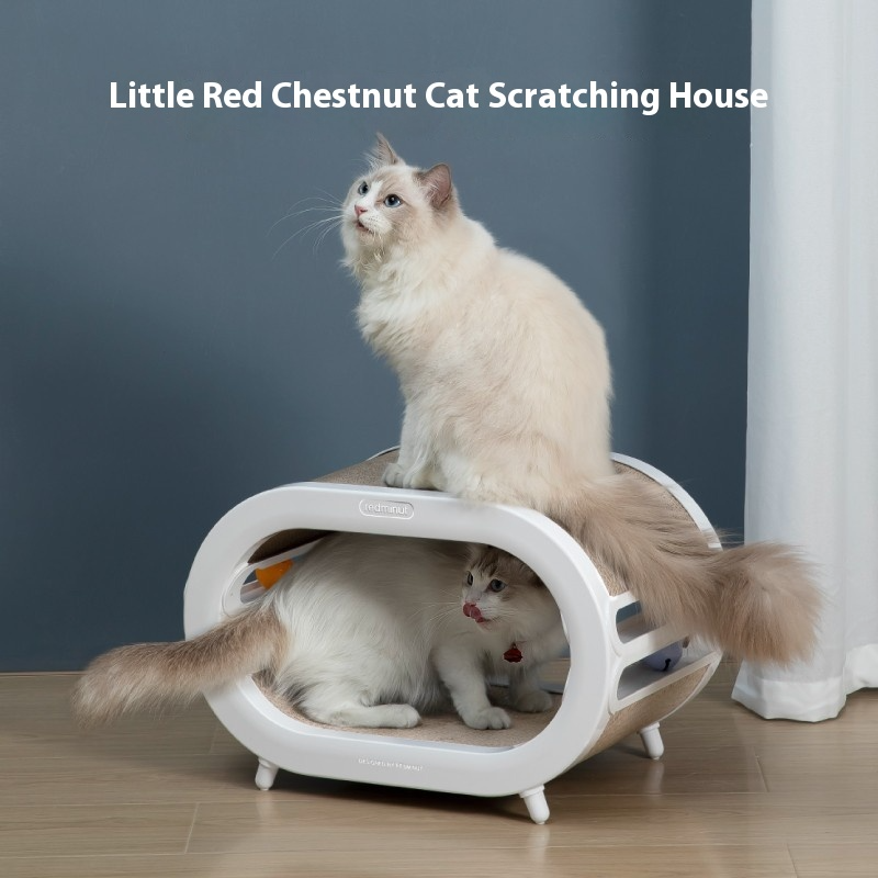 Little Red Chestnut Cat Scratching House